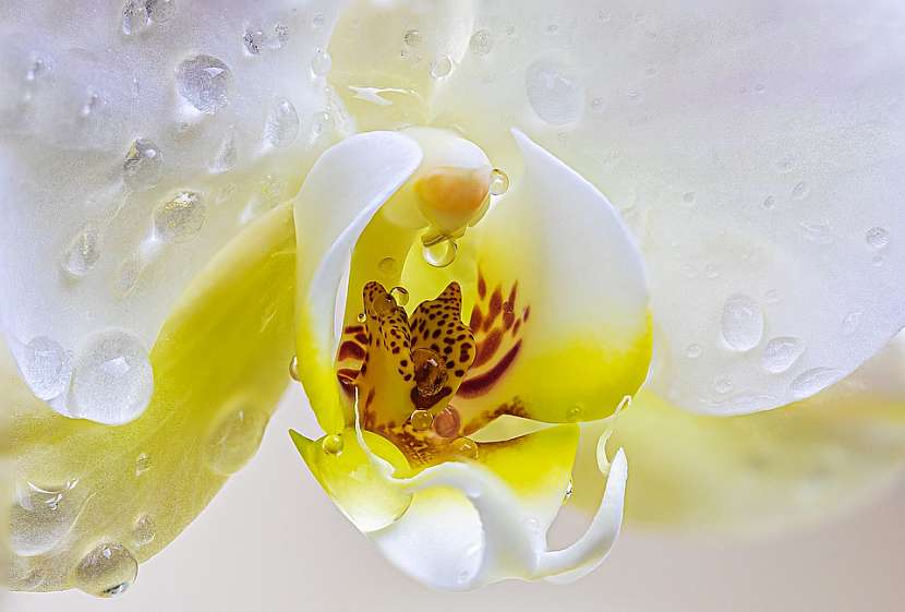 Víte, jak správně pěstovat orchideje?