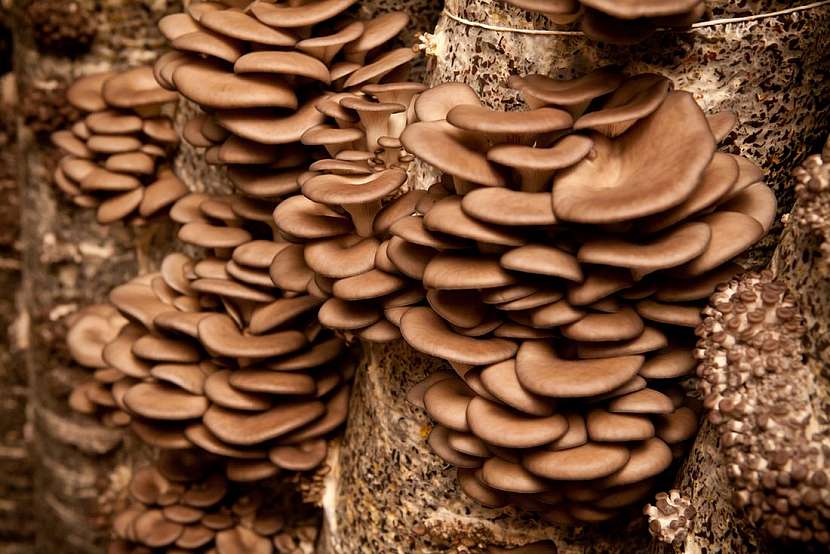 Co byste řekli na houby z vlastní sklizně?