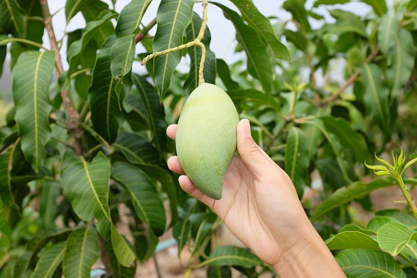 Mango je exotická rostlina, která našla svůj domov i u nás