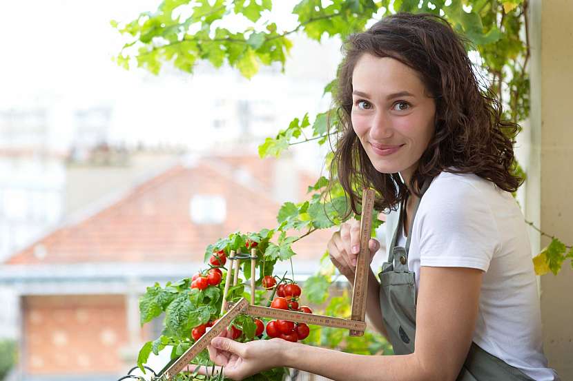 Vypěstujte si na svém balkoně brambory a rajčata v jedné nádobě