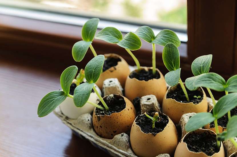 Sbírejte vaječné skořápky, v&amp;nbsp;zahradě je bohatě využijete