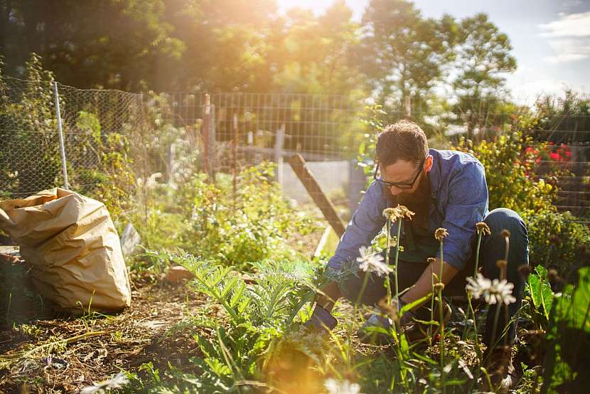 Nápady do zahrady: 5 skvělých tipů pro pěstování, které možná neznáte!