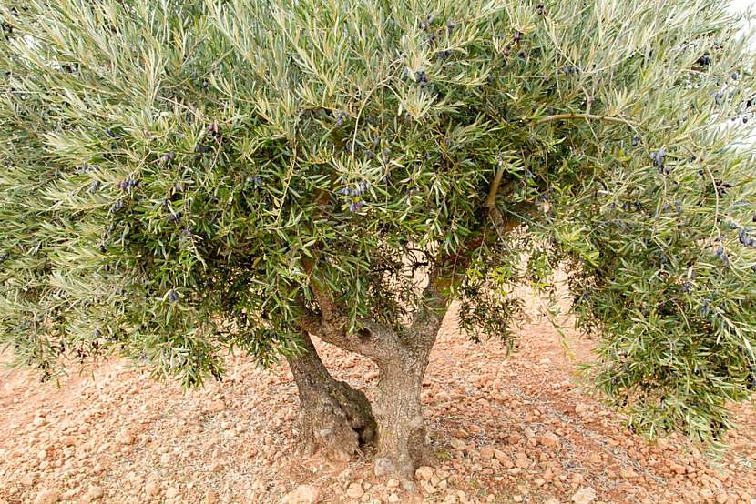 Vypěstujte si olivovník &amp;#8211; je to snadné!