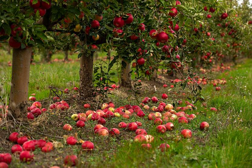 Spadaná jablka patří ke koloritům klasicky pěstovaných jabloní, ovocná stěna tímto prakticky netrpí