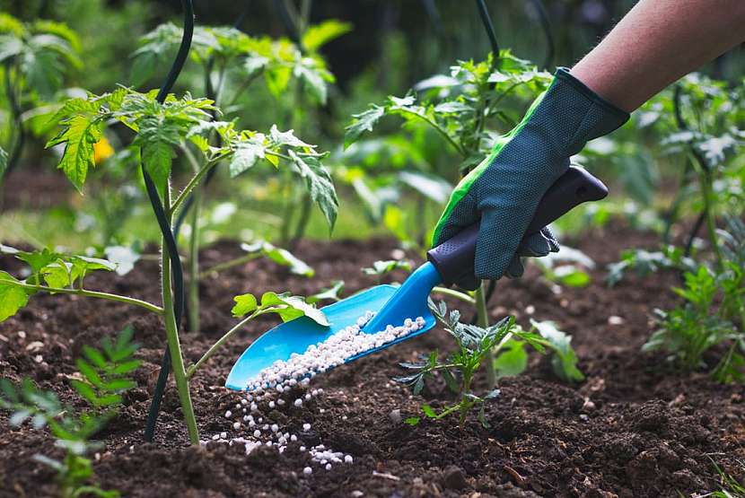 Hnojení rozhodne o velikosti vaší úrody. Po kterém vám nebudou rajčata chutnat?