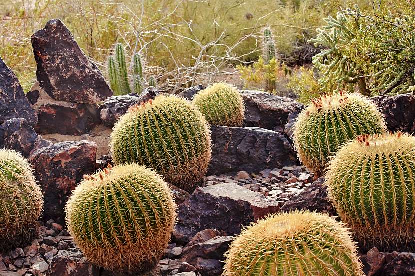 Některé druhy kaktusů mohou růst i v našich podmínkách