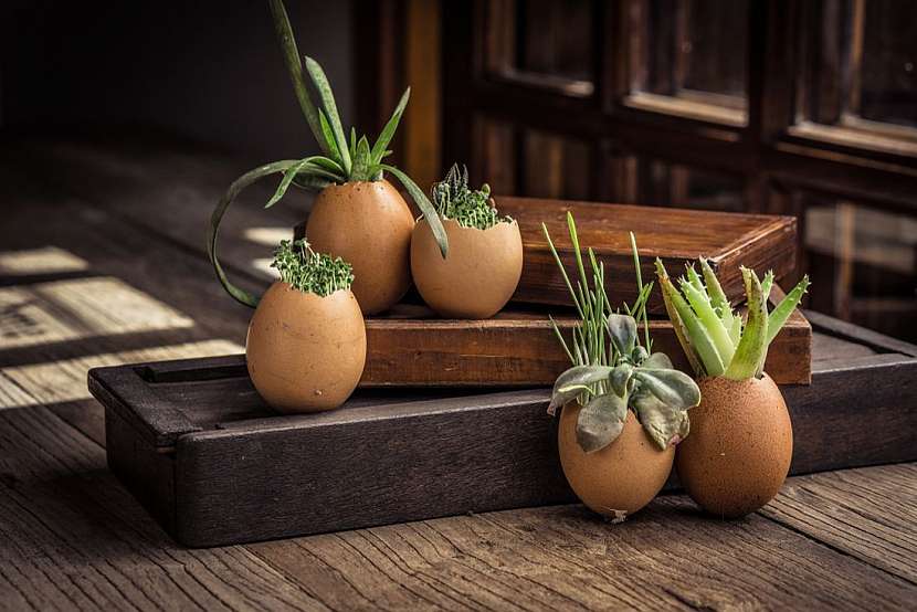 Předpěstujte si rostliny ve vaječných skořápkách nebo kartonech od vajíček