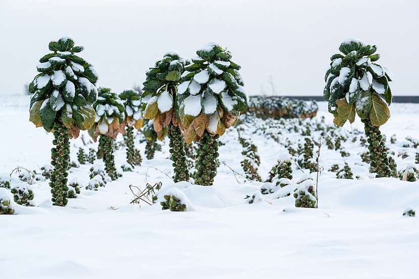 Růžičková kapusta je zcela jistě nejoblíbenější mrazuvzdorná zelenina (Zdroj: Depositphotos (https://cz.depositphotos.com))