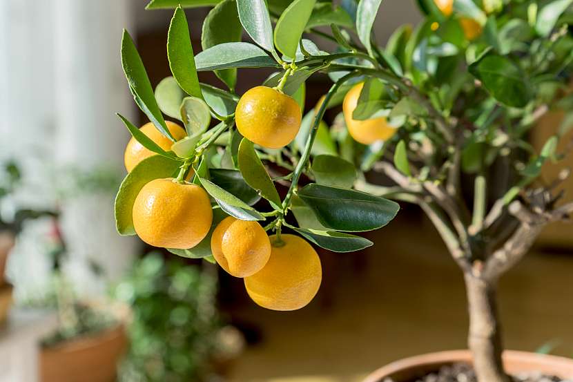 Citrusy v zimě potřebují jiné podmínky než v létě (Zdroj: Depositphotos (https://cz.depositphotos.com))