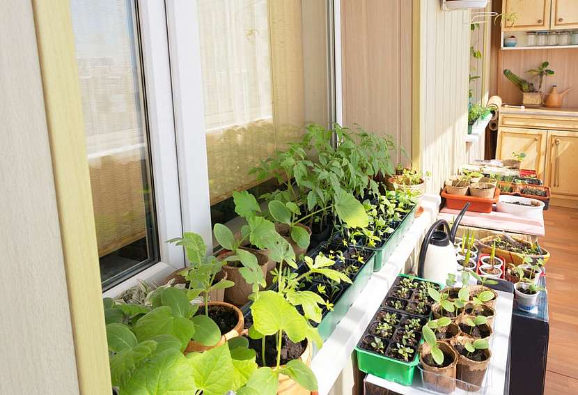 Termíny výsevů a výsadby aneb Zelinářská sezona na zahradě začala