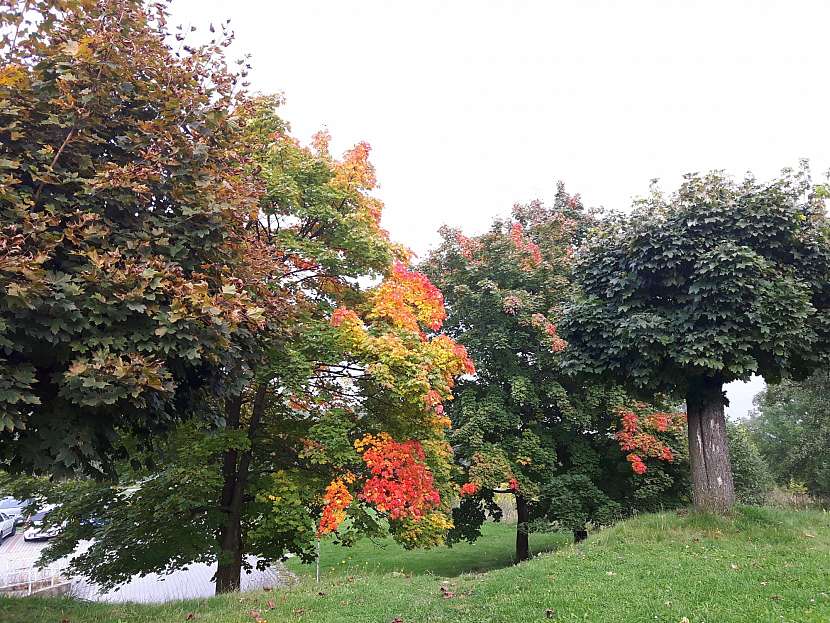 Stromy do zahrady v barvách podzimu