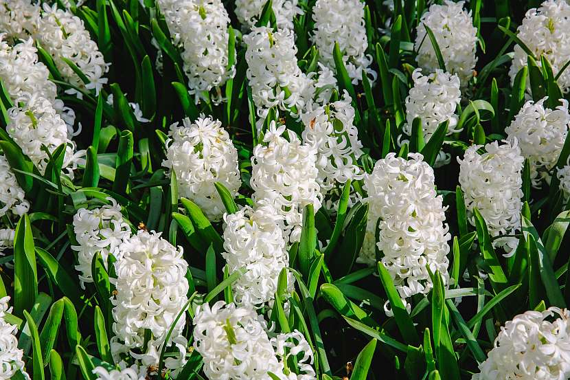 Bílých květin naleznete obrovské množství druhů