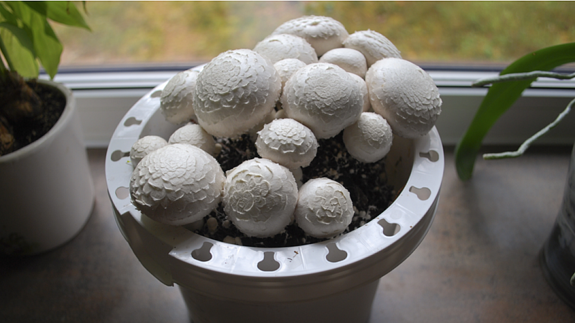 Vypěstujte si doma vlastní houby