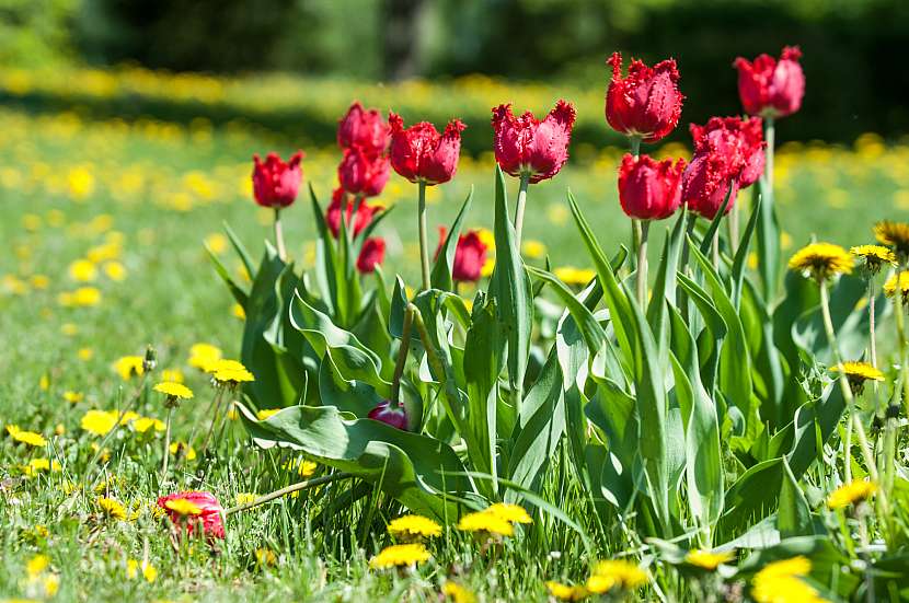 Na zahradě vám mohou tulipány kvést od jara do podzimu
