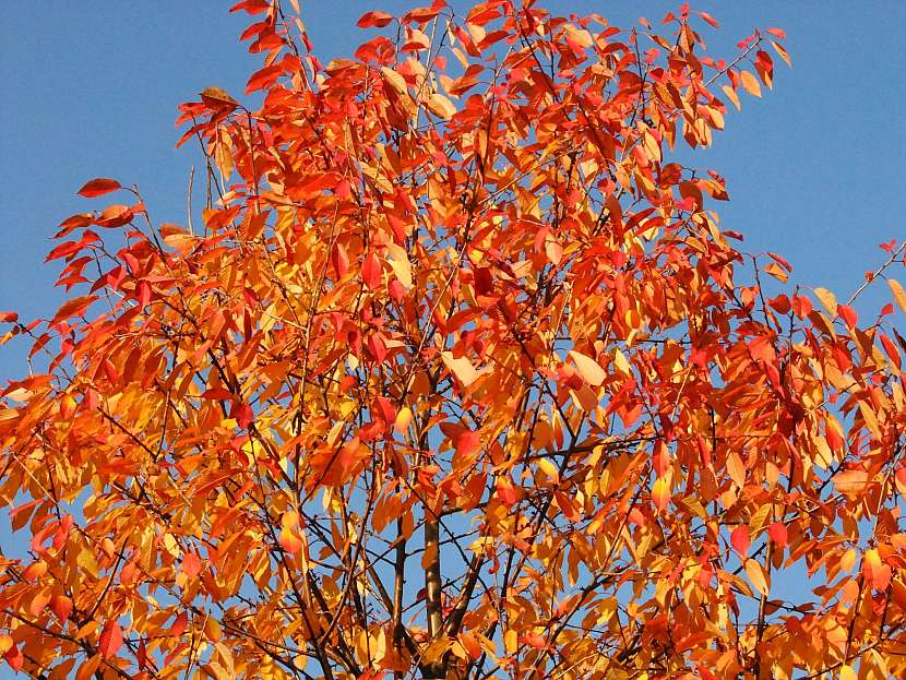 Opravdu je nutné hrabat na podzim listí?