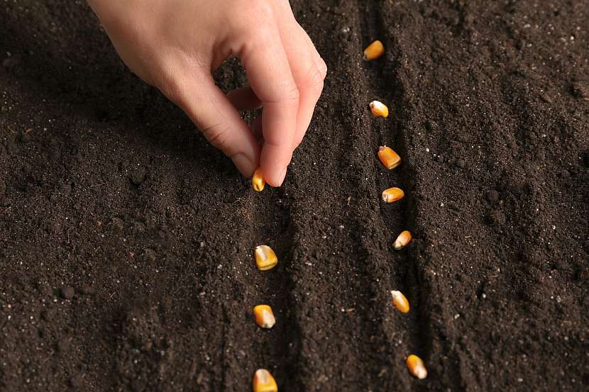 Kukuřici na zahradě můžete pěstovat nejen ke krmení