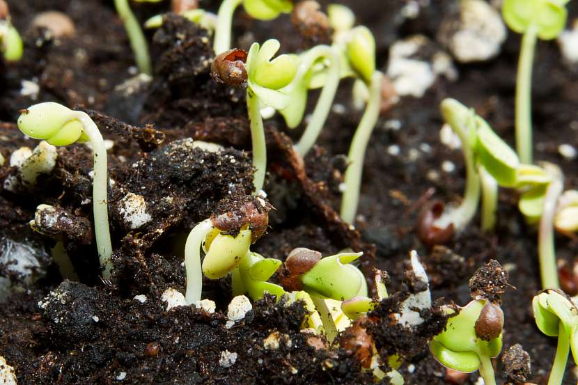 Klíčící semenáčky, při růstu nezapomeňte vyjednotit, aby mladé kusy řádně zesílily