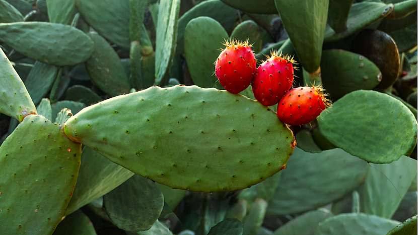 Už jste ochutnali kaktusové fíky?