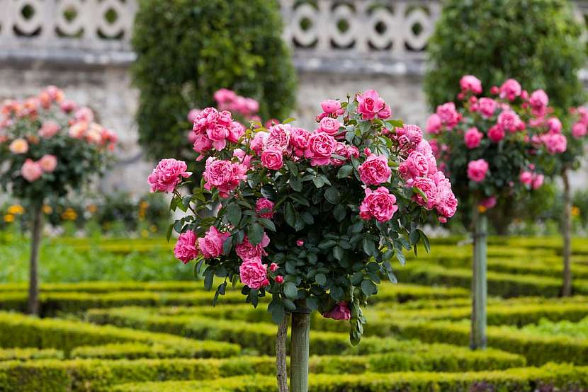 Stromkové růže &#8211; královny zahrady