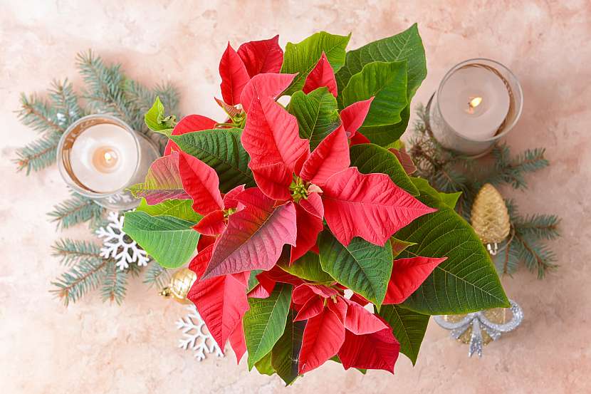 Vánoční hvězda je jednou z nejkrásnějších vánočních rostlin (Zdroj: Depositphotos (https://cz.depositphotos.com))