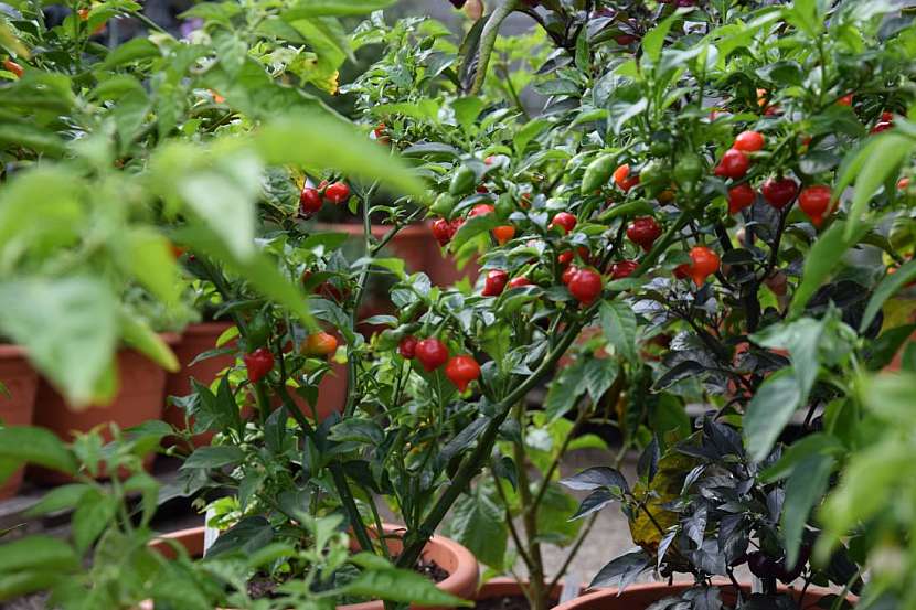 Okrasné papričky ve vaší zahradě