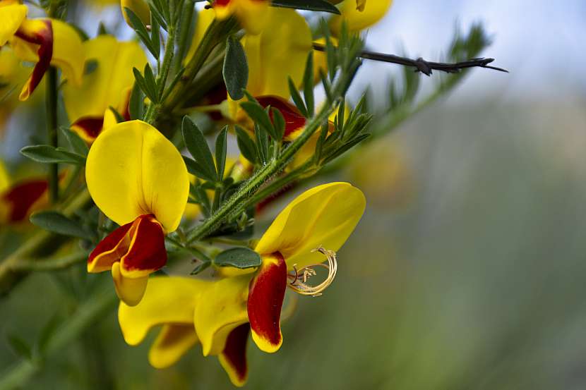 Janovec metlatý je krásný keř s půvabnými květy, ale na zahradě potřebuje být pod kontrolou (Depositphotos (https://cz.depositphotos.com))