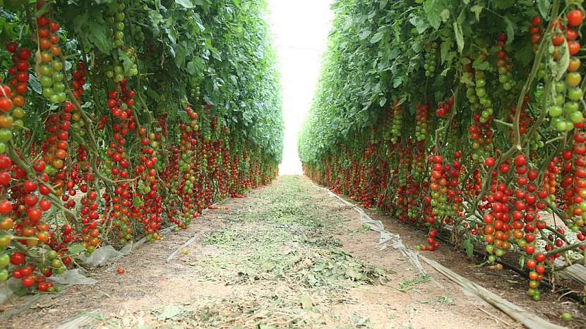 Rajčata – červený poklad zahrady