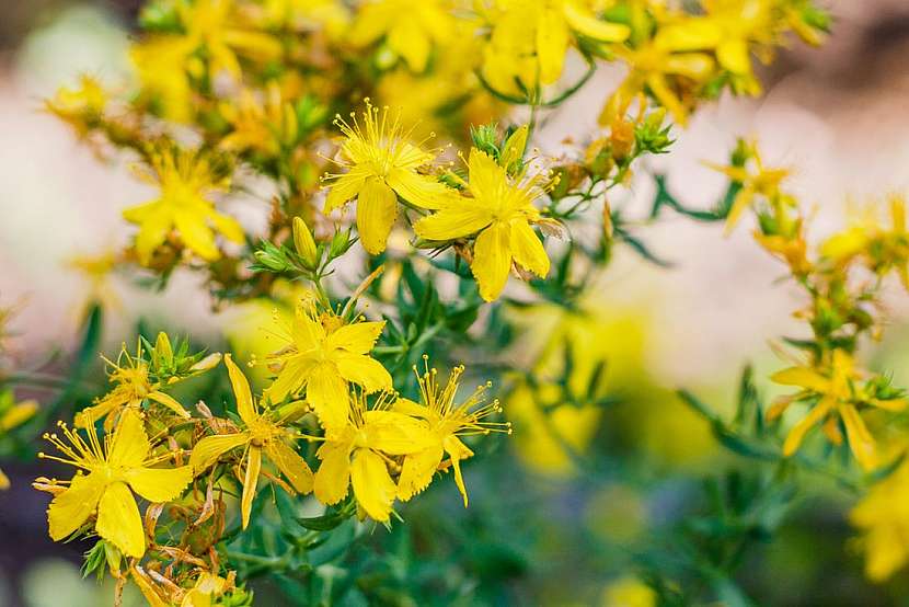Žluté květy ze strání pro podzimní zahradu