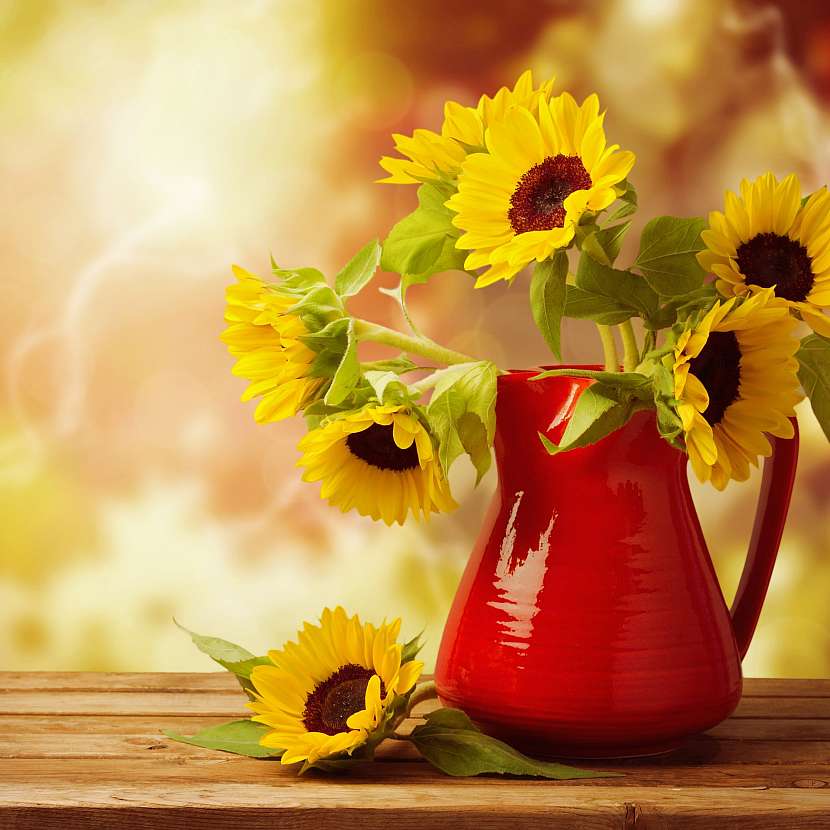 Slunce i sluníčka z říše květin jsou i pro alergiky
