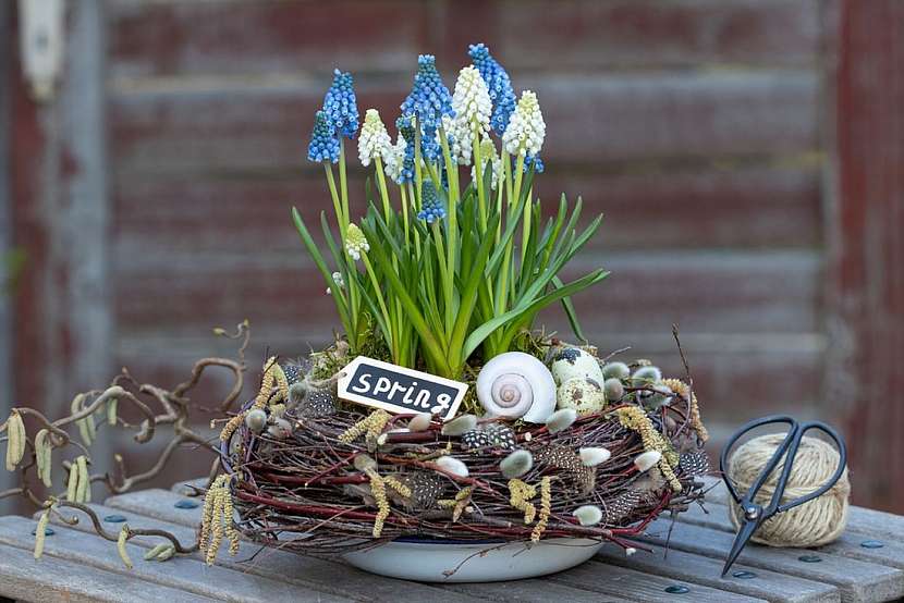 Dekorace z hyacintů a modřenců přinesou jaro do vaší zahrady i k vám domů