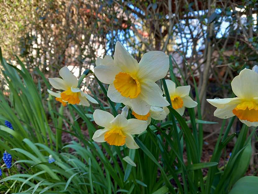 Při pěstování cibulovin dbejte i na ochranu podzemních částí, vyžadují to hlavně narcisy a tulipány (Zdroj: Jaromír Malich)