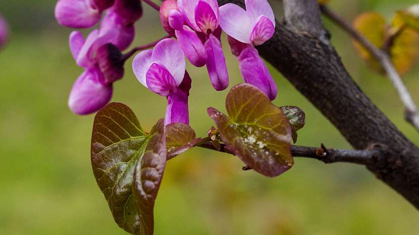 Zmarlika – listnatý keř, který svým květem i listem rozzáří celou zahradu