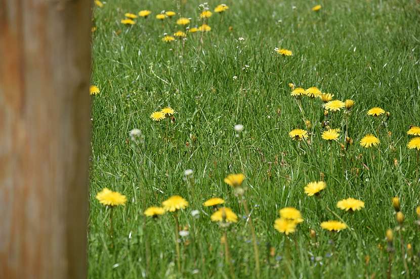 Výhody a nedostatky různých typů trávníku