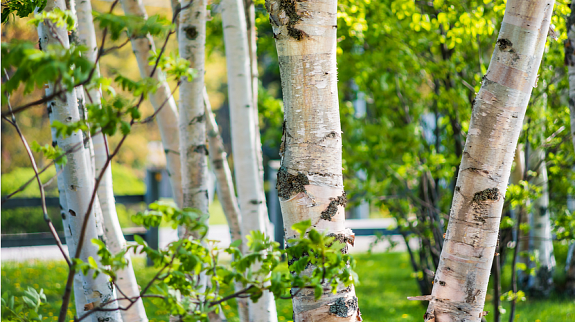 Seriál stromy v zahradě: Stromy s atraktivní borkou a zajímavým podzimním zbarvením listů