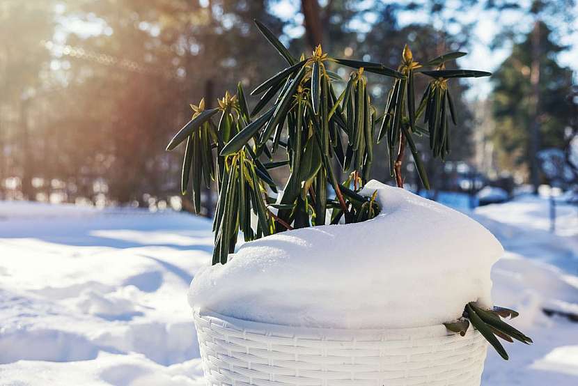 Ochraňte rostliny před vymrznutím