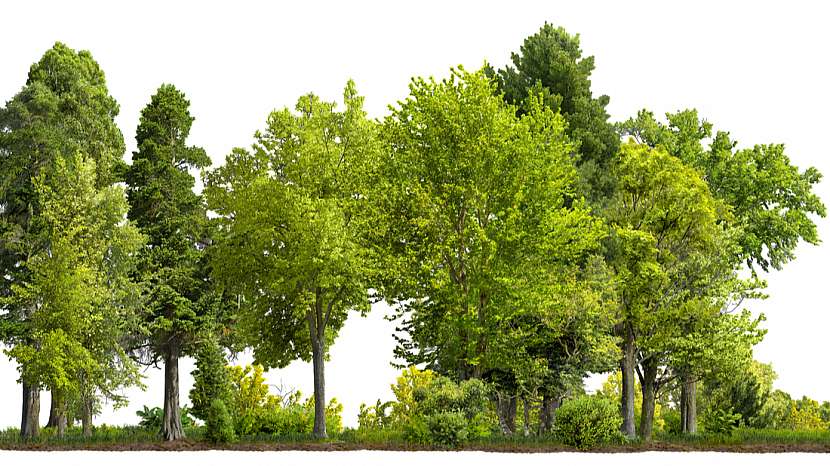 Význam dřevin v krajině a zahradě aneb Proč potřebujeme stromy