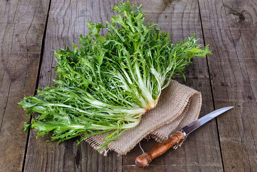 Sklizenou endivii (štěrbák) spotřebujte co nejdříve do zeleninového salátu