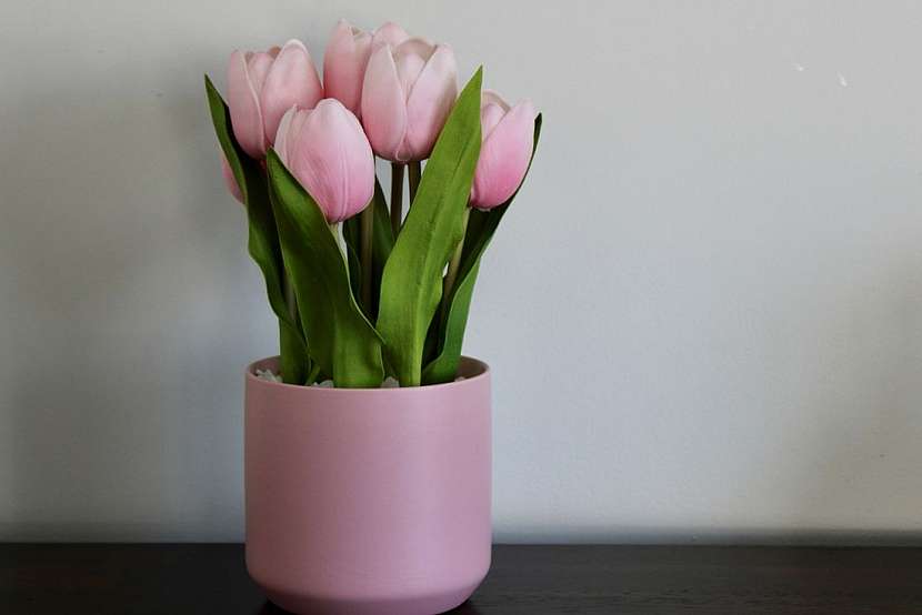 Tulipány v nádobách
