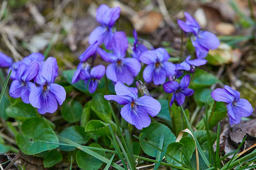 Fialky patří mezi typické druhy violek, které kvetou na jaře