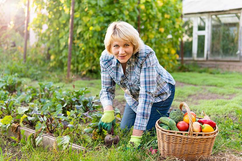 Výsevem následné plodiny prospějete úrodě i zdraví vaší zahrady