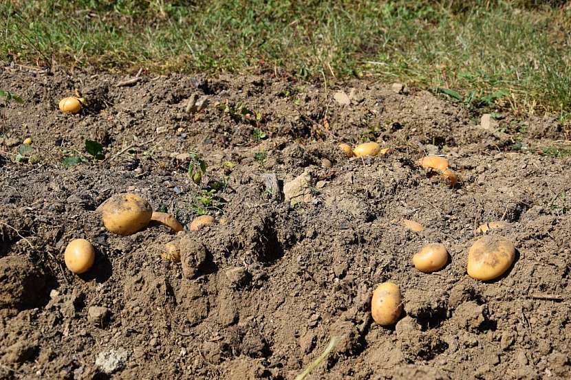 Pěstujeme brambory tradičními i méně běžnými metodami
