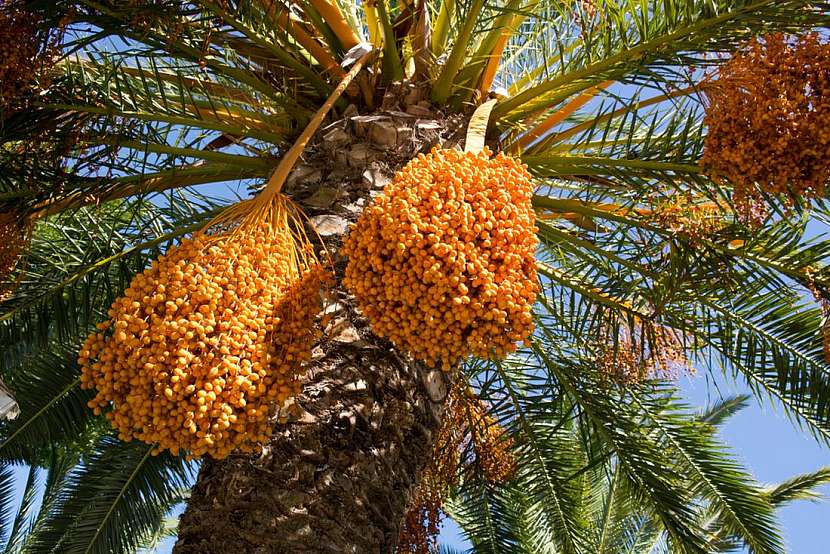 Sladké dary palmy datlové neboli datlovníku pravého