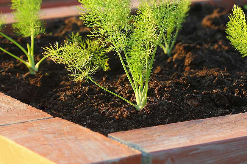 Fenykl lze pěstovat jak na záhonech, tak i ve větších pěstebních nádobách