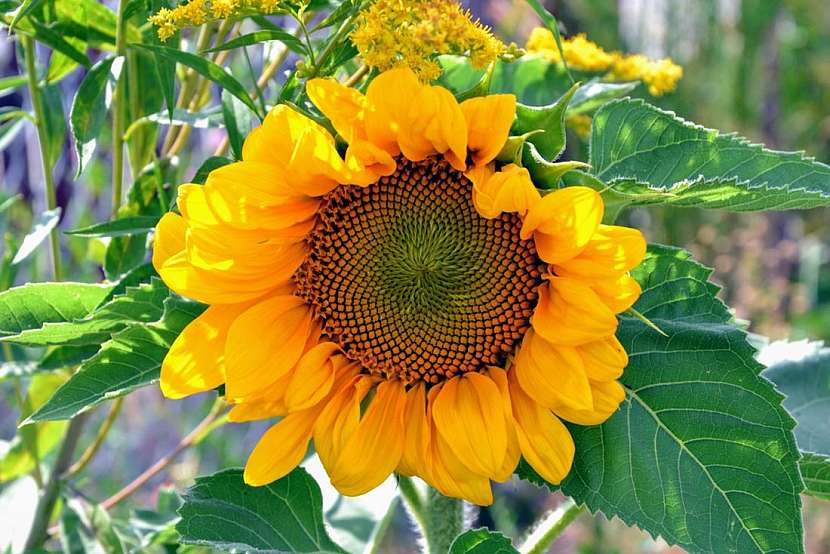 Veselé slunečnice se loučí s létem