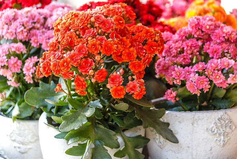 Kalopejka je typickou květinou krátkého dne, která kvetou právě v chladnějších měsících (Depositphotos (https://cz.depositphotos.com))
