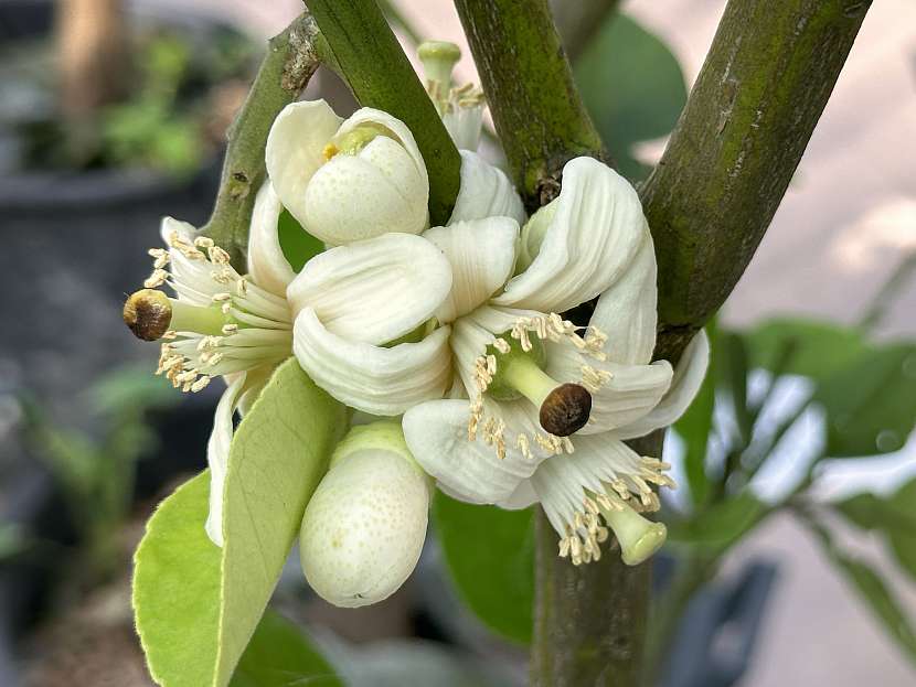 Květy citrusovníků jsou často samosprašné