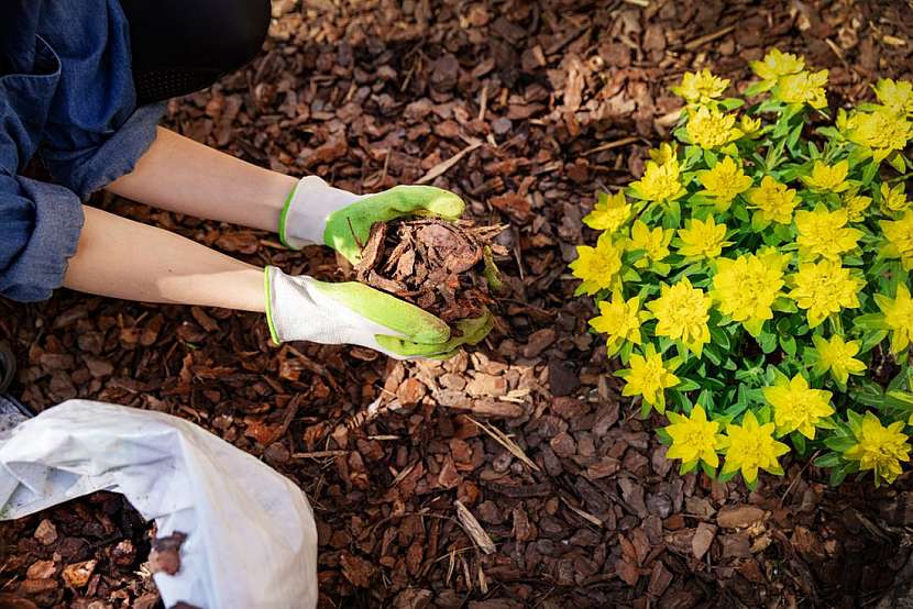 Jarní mulčování: Jak mulčovat květinové záhony a okolí stromů