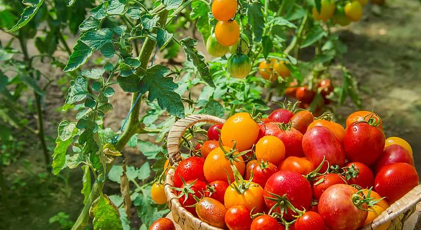 Jak zajistit velkou úrodu rajčat? Osvědčené rady pro začátečníky i pokročilé