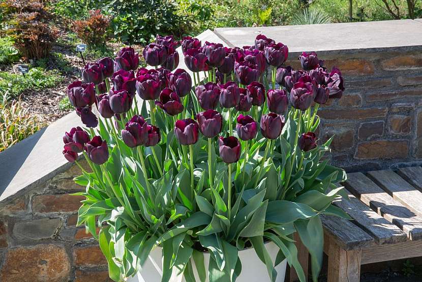Tulipány v nádobách
