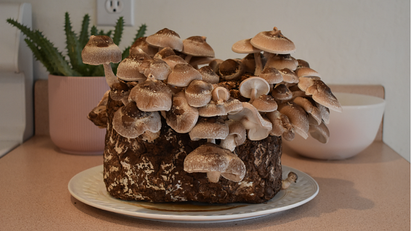 Vypěstujte si doma vlastní houby